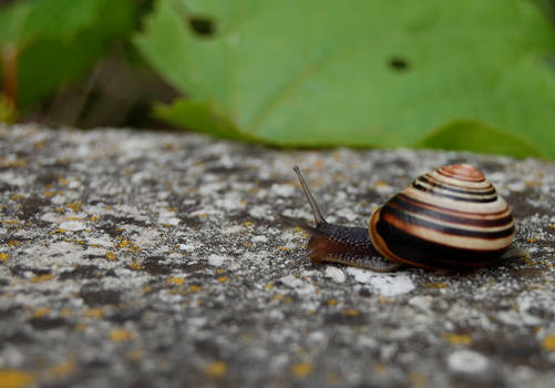 Snail::1