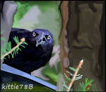 Grackle Bird by kittie78b