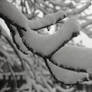 Snow on Branches