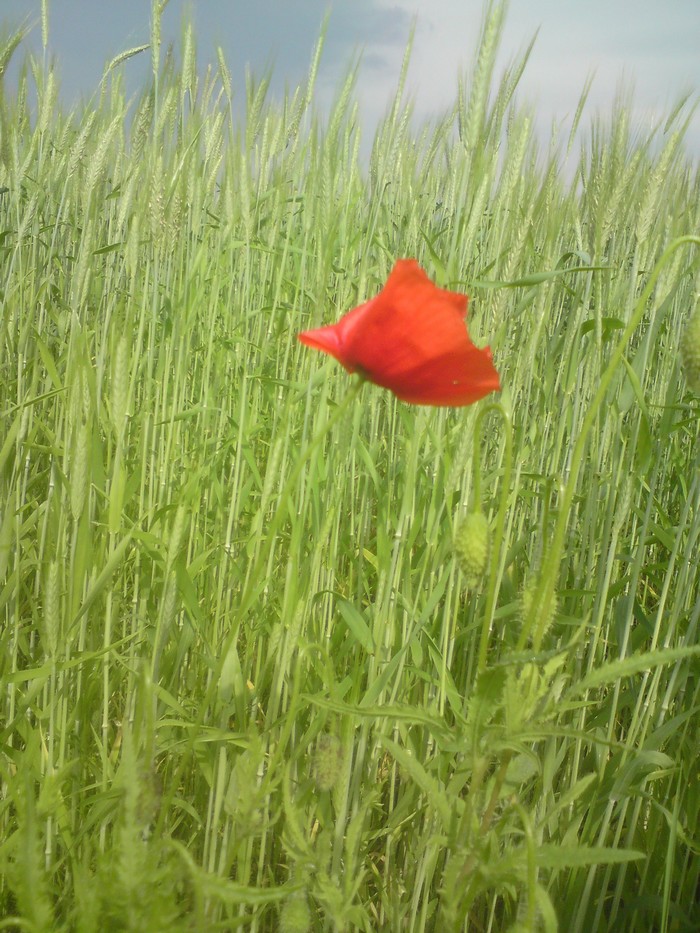 red flower