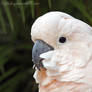 Cacatua