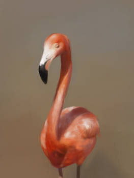Flamingo study