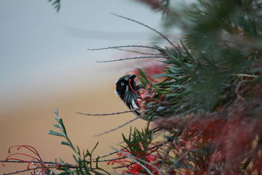 Friendly Bird