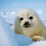 Baby Seal White