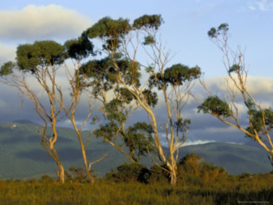 Eucalyptus Trees in Evening L