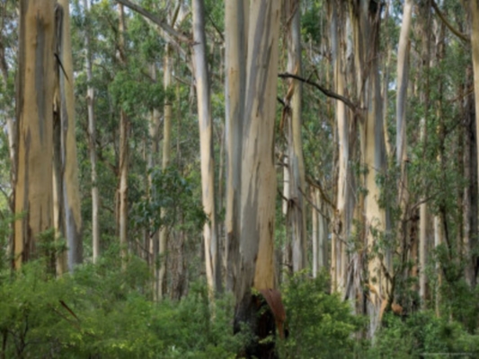 Eucalyptus Great Ocean  Rd