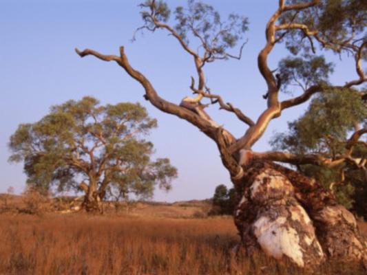 Red River Gum Tree