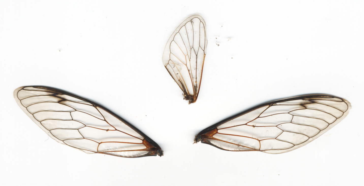 3 Cicada Wings