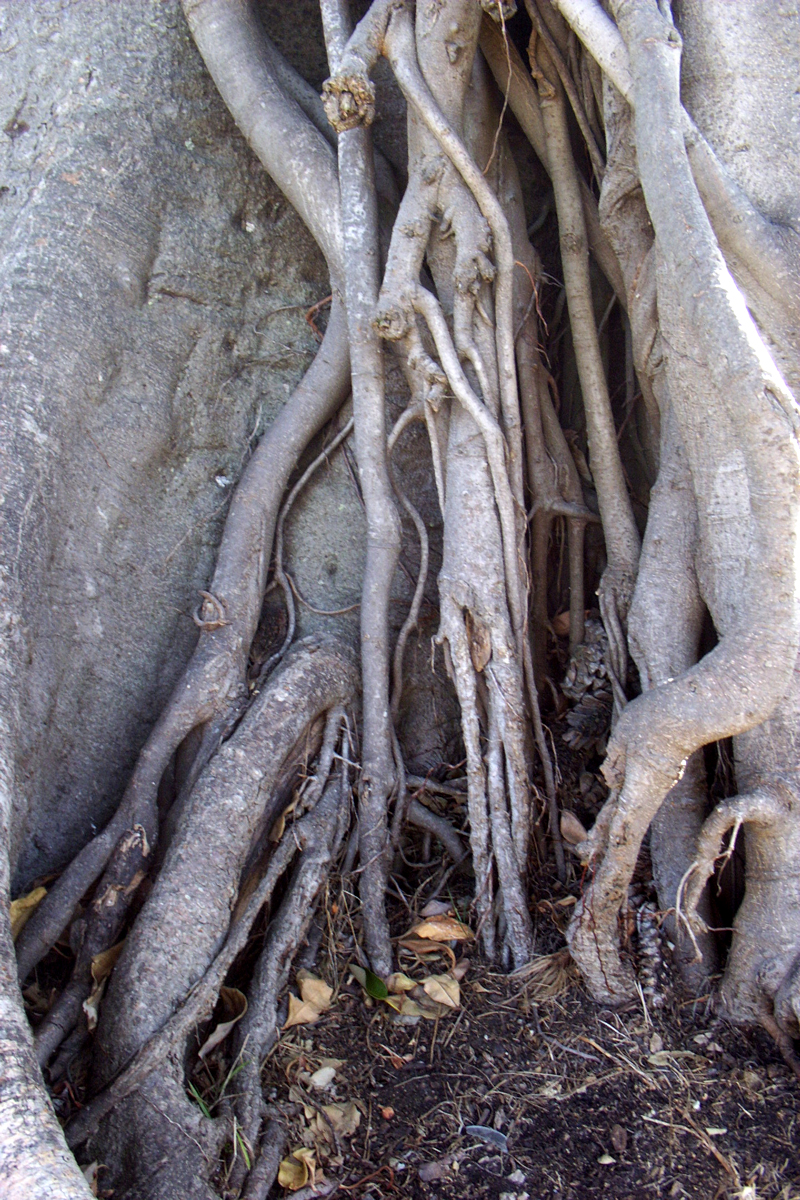 Tree Roots 2 by serp-stock