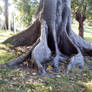 Tree Roots 3