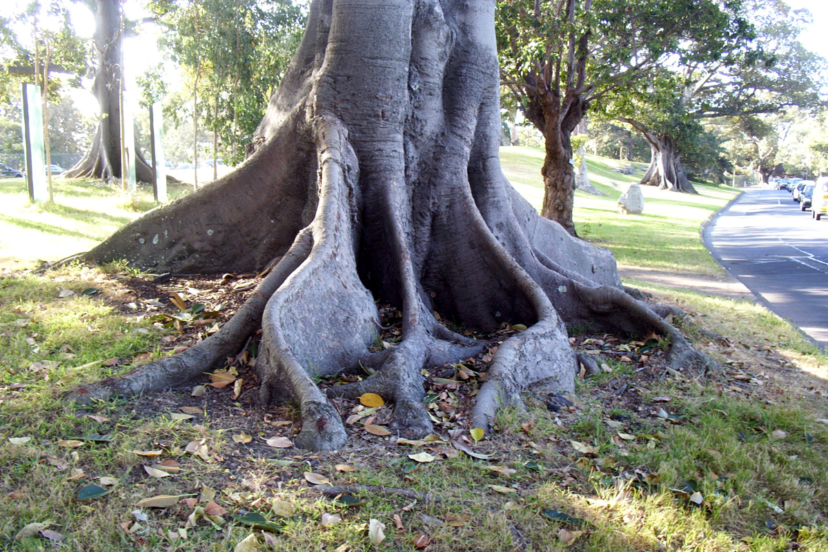 Tree Roots 3