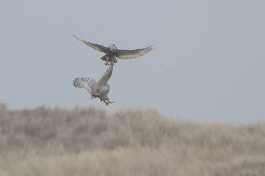 2 Snowy owls on Vlieland