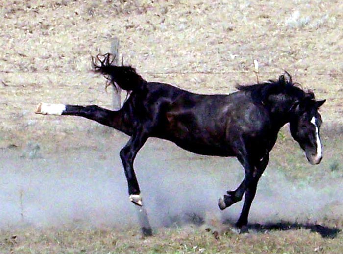 Wild Horse