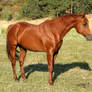 Stud Horse 2