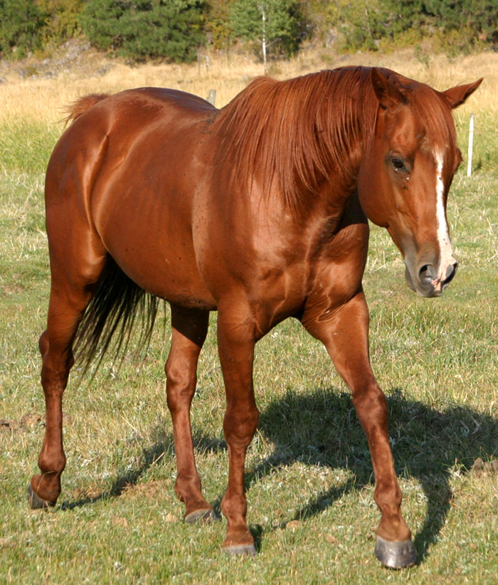 stud horse 3