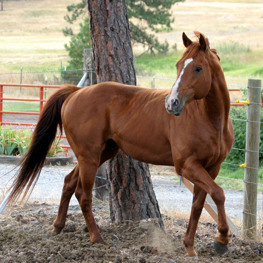 Thoroughbred Stallion 5