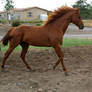Thoroughbred Stallion 6