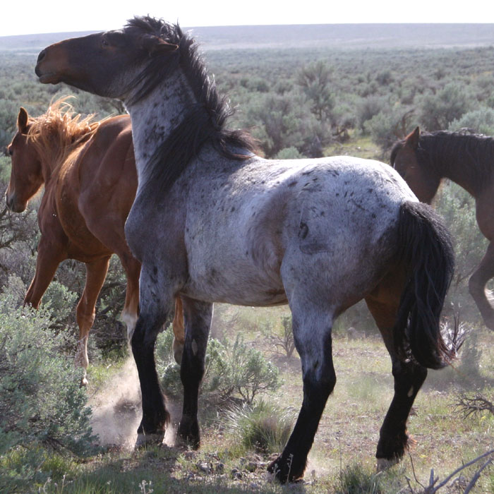 Wild Blue Roan Horse