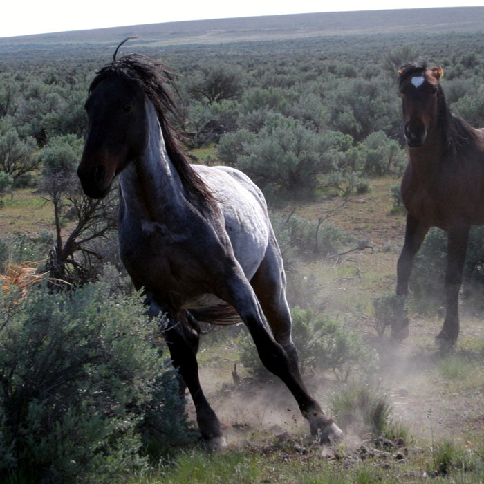 Wild Blue Roan Horse 3