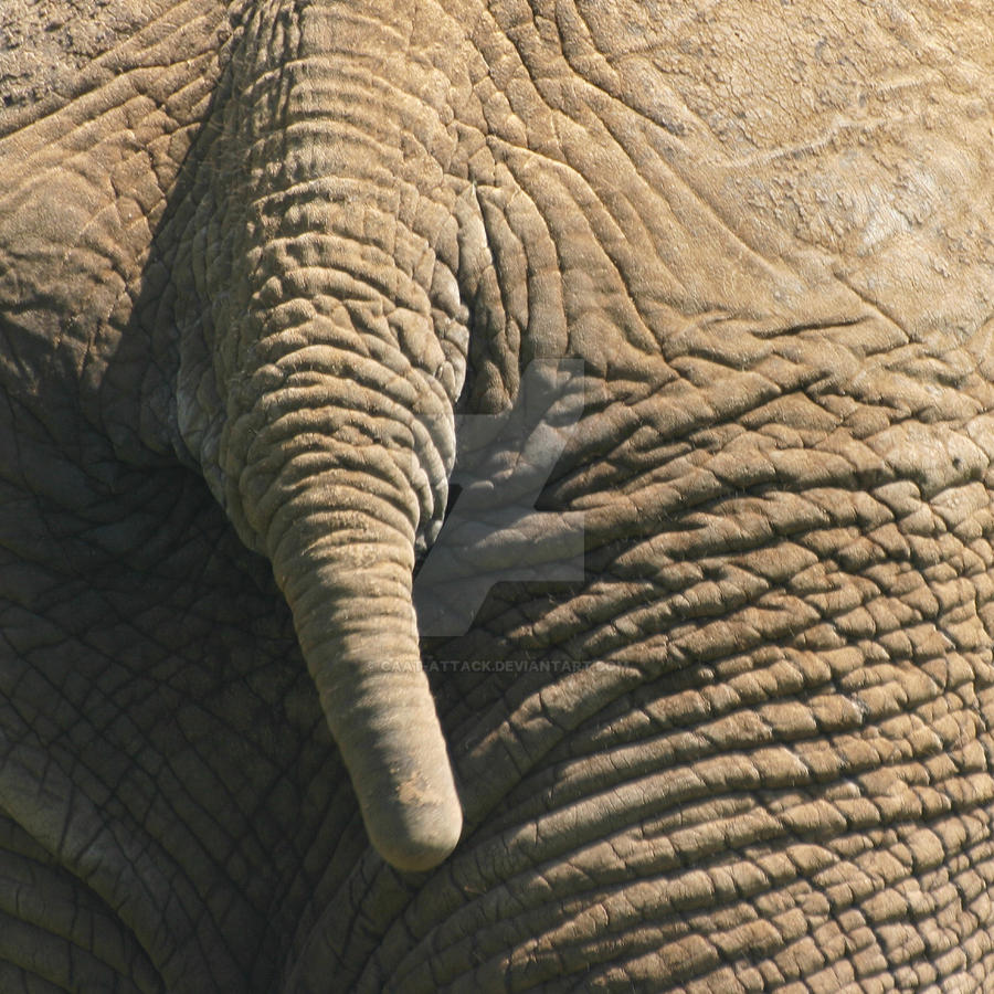 Fat asian ass a with Asian Nudes,