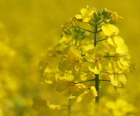 Canola flower