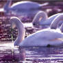 Violet swans