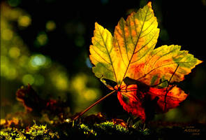 maple leaf 1b ... plus one exposure step
