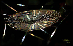 Rainbow Spiderweb dancing in the wind