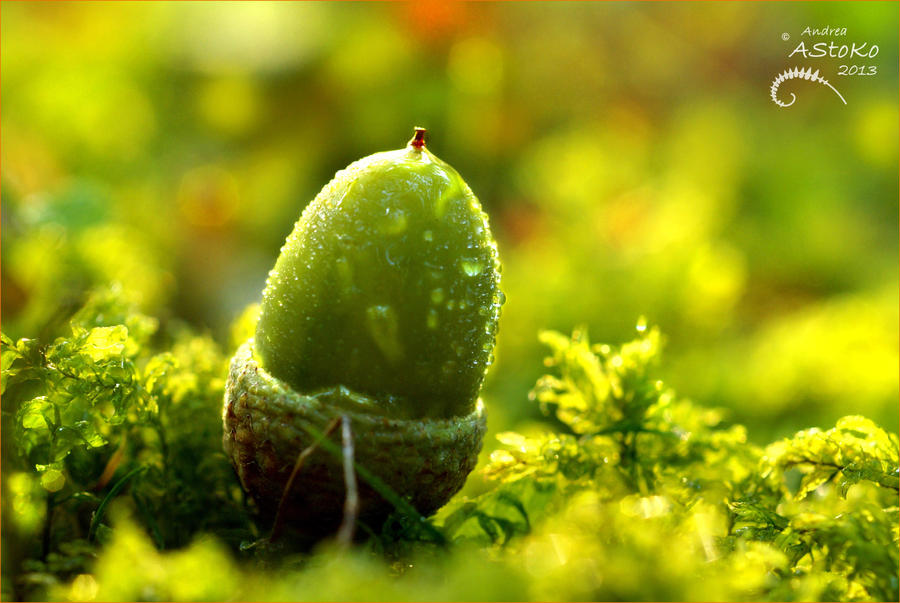 Soon I'm an oak by AStoKo Soon I'm an oak by AStoKo