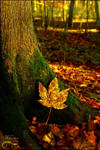 And the leaves fall by AStoKo