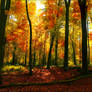 Autumn Forest lightning - AStoKo FREE STOCK IMAGE