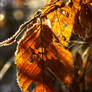 Shine Autumn Leaf