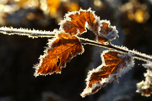 Forest autumn leaves 2 - AStoKo STOCK