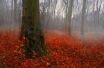 Autumn Forest color red - AStoKo STOCK