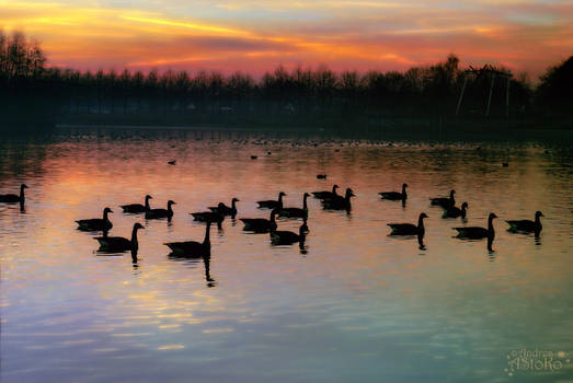 An evening geese meeting ~ bright colors