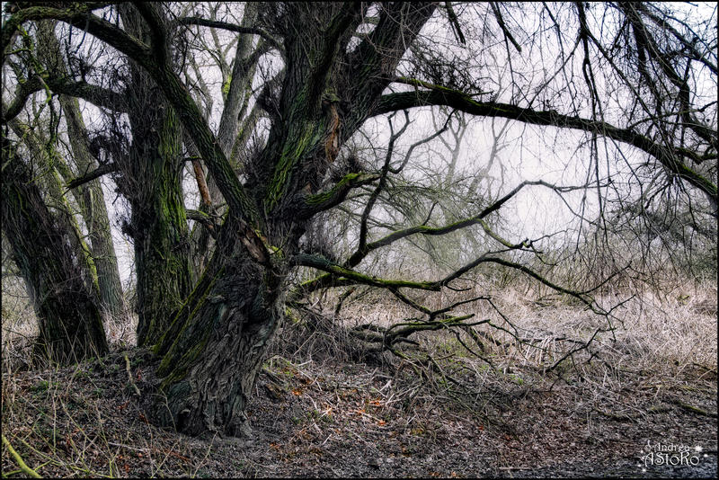 Spooky tree 1
