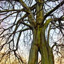 Baumbart Tree~ Treebeard ~ Napoleonsbuche 1