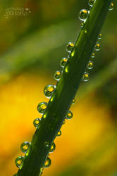 Buttercup reflection in raindrops I