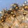 Golden drops - Strange world
