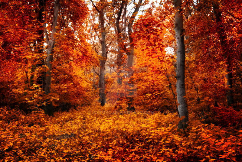 Foresty Red Red forest ~ STOCK by AStoKo by AStoKo on DeviantArt