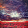 Poppy Field Meadow II ~ S T O C K by AStoKo