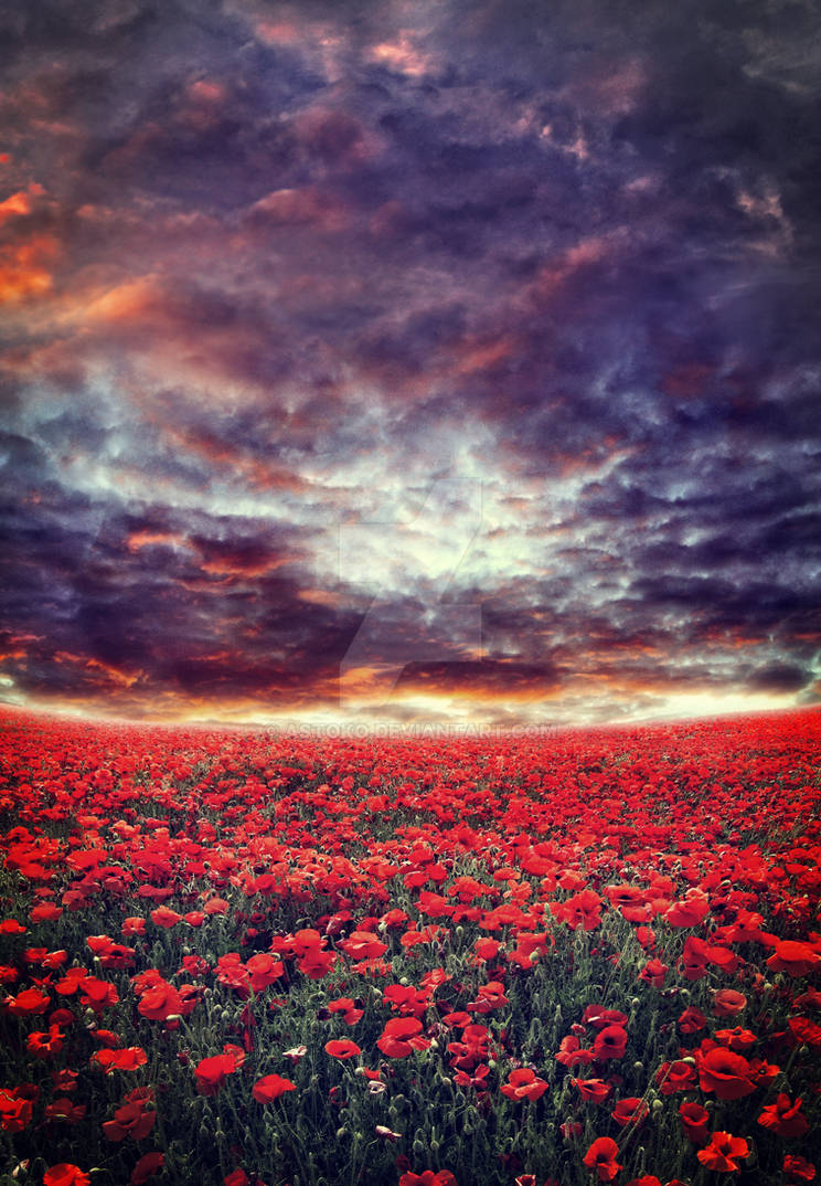 Poppy Field Meadow II ~ S T O C K by AStoKo by AStoKo