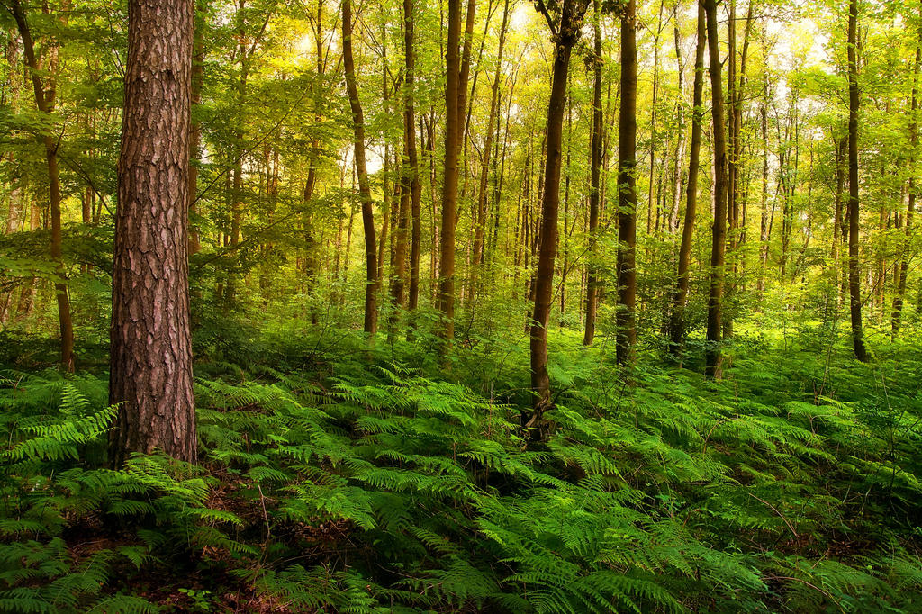 light flooded forest ~  by AStoKo by AStoKo