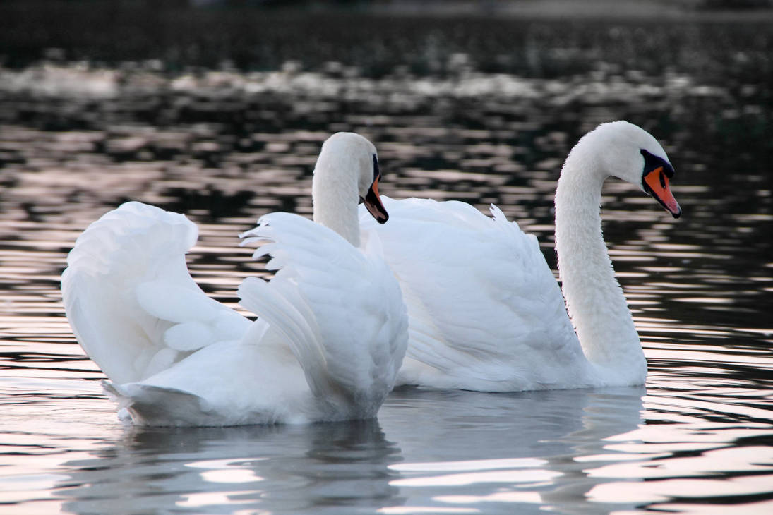 3 белых лебедя. Лебединое озеро белый лебедь. Водоплавающие птицы лебедь. Красивые лебеди. Пара лебедей.