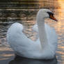 Swan from the series 1-2 ~ AStoKo