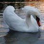 Swan from the series 1-3 ~ AStoKo