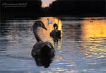 Swans from the series 1-4 ~ AStoKo by AStoKo