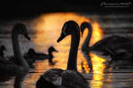 Swans from the series 1-6 ~ AStoKo by AStoKo