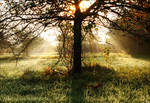 Light flooded apple Tree by AStoKo