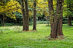 Trees yellow leaves ~ STOCK 1